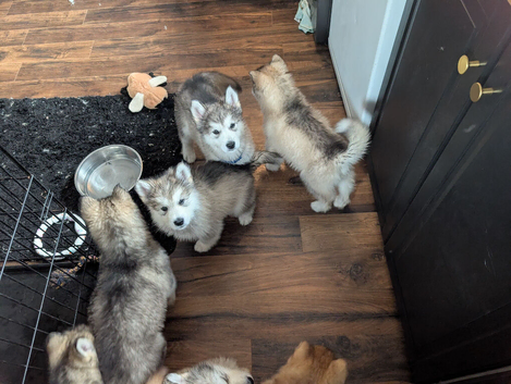 3 left KC Reg Alaskan Malamute Puppies