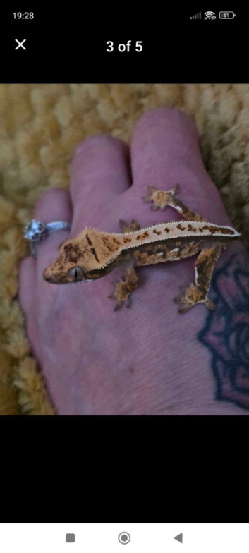 Crested gecko full set up