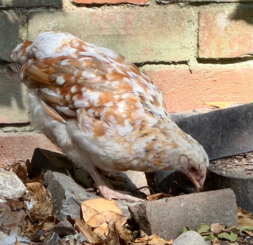 Swedish Flower Hen Pullets 2026