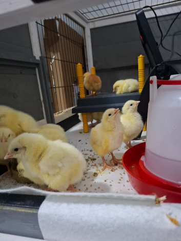 Meat chicks , hubbards,