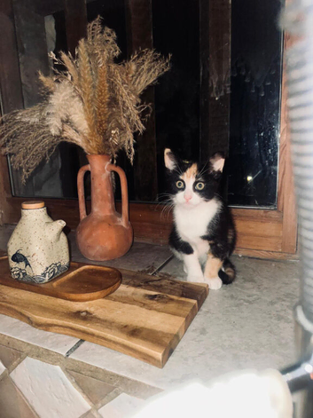 Female kitten