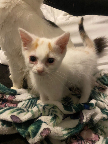 Kittens