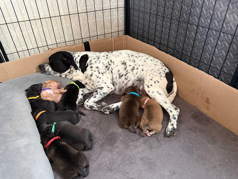 Staffy x sharpei puppys