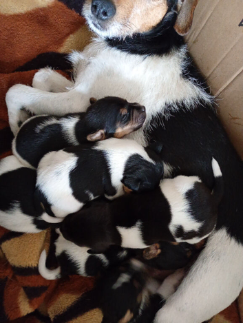Beautiful Jack Russel pups for sale