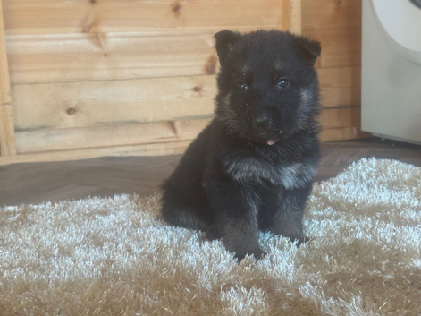 Kc registered German shepherd puppies