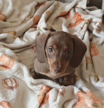 Last mini boy