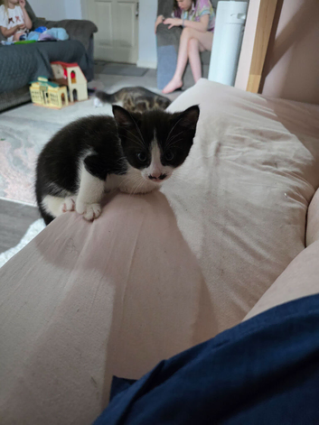3 kittens