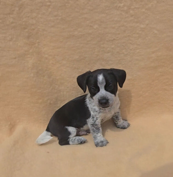 ** OUTSTANDING Jack russell terrier pups **