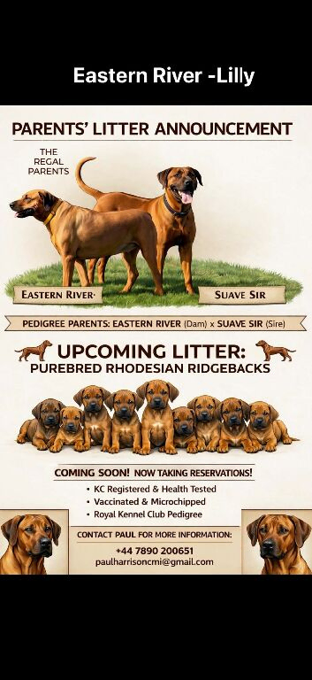 Rhodesian Ridgeback puppies looking for loving forever homes