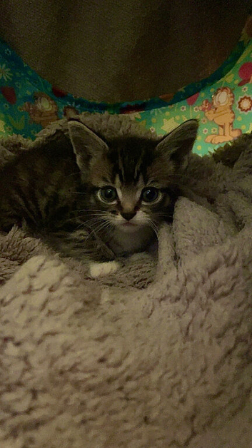 Tabby kitten