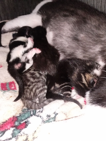 Bengel tuxedo mix