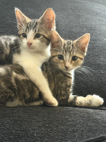 Beautiful kittens ready for forever homes