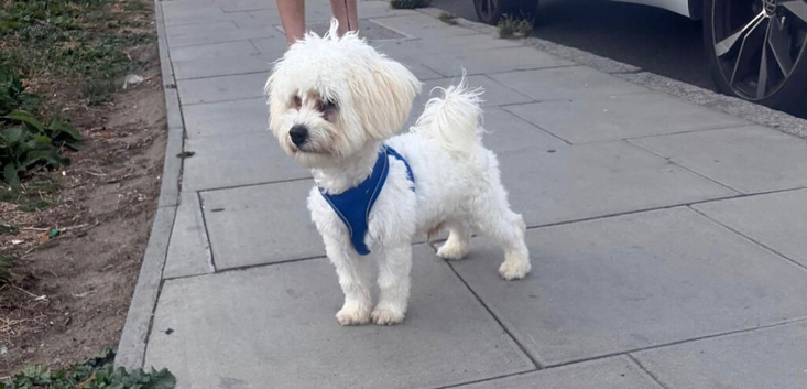 Bichon frise boy for sale