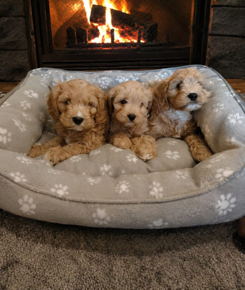 Cavapoo puppys