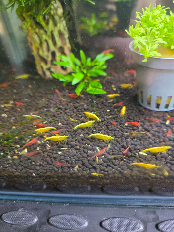 10 Mixed colours shrimps