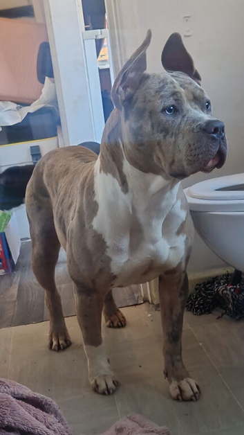 Beautiful merl classic bully