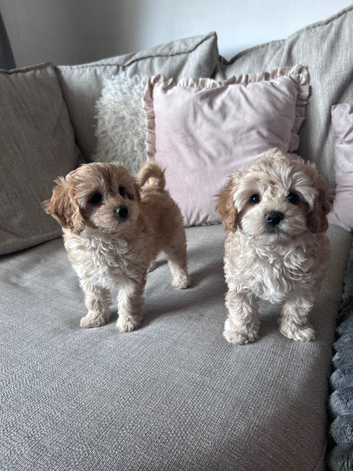 Ready now Cavapoochon pups