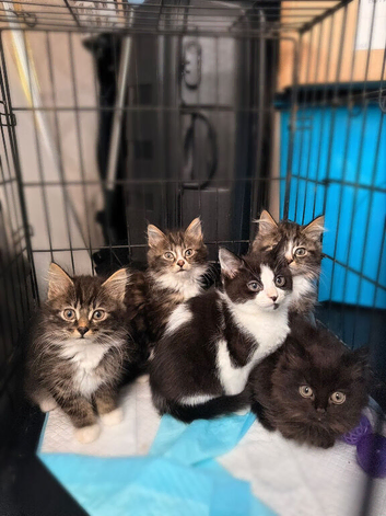 5 bengal kittens