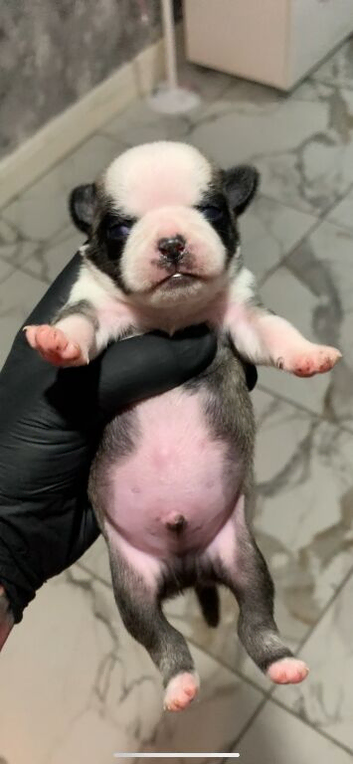 Rare panda pug puppies