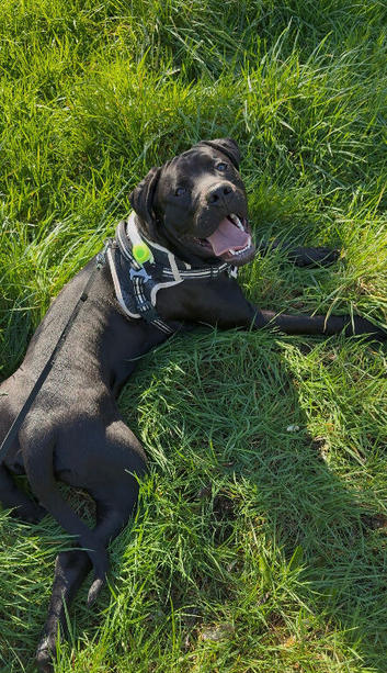 13 month old lab x Blue bulldog