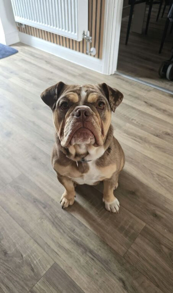 Old Tyme Bulldog
