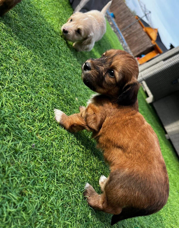 long haired miniature dachshund