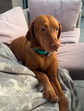 Stunning Hungarian Vizsla puppies available