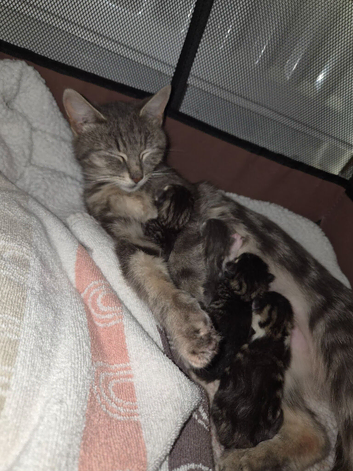 Beautiful litter of kittens