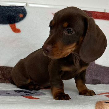 Stunning litter smooth haired mins