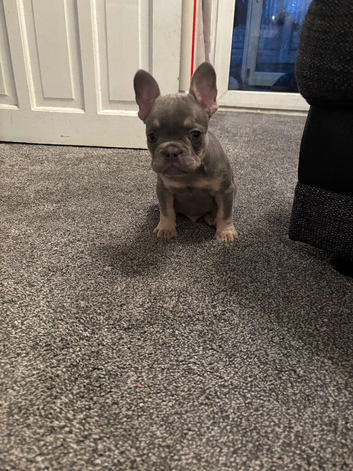 Beautiful French Bull Dog Puppy