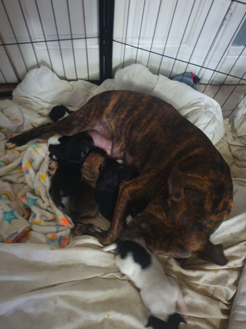 Staffordshire Cross frenchie
