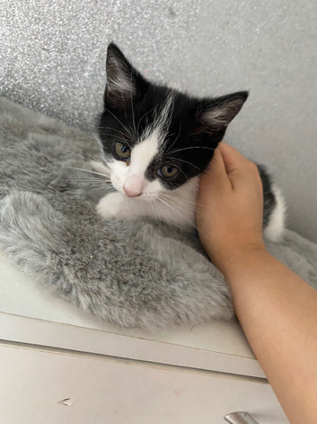 Beautiful male kitten