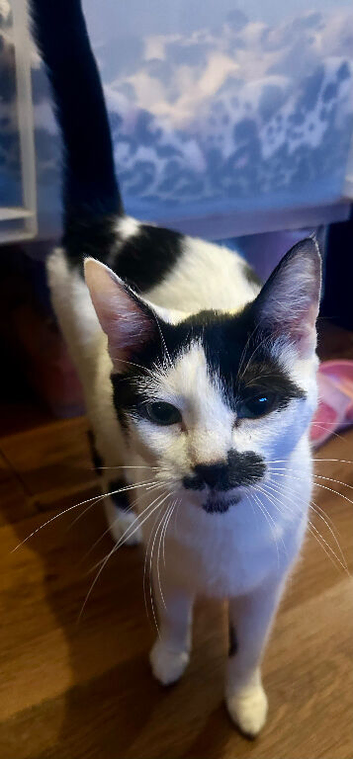 This is Speckle, she's 11 months old and is seeking her forever home