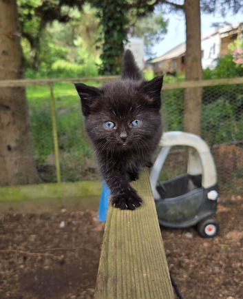 Two kittens looking for a home