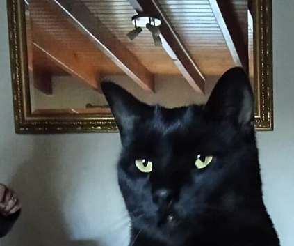 MISSING FOR 20 DAYS FROM LEVENS GROVE BLACKPOOL FY1 5LA