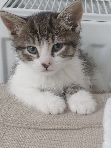 5 cute kittens