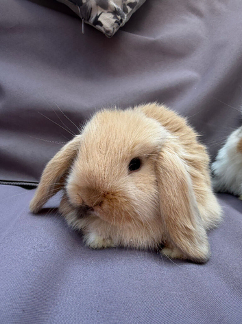 Lovely soft fluffy friendly mini lops