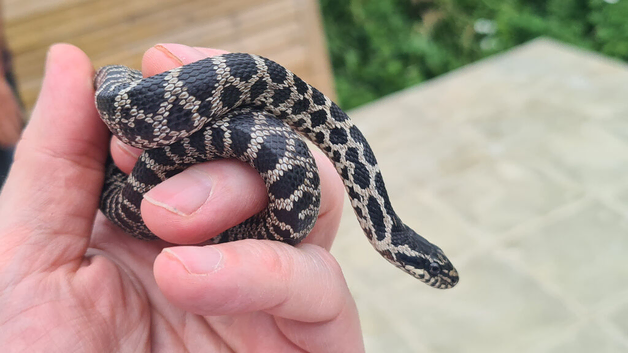 Four-line Snake for sale