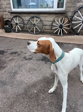 ONE YEAR OLD ENGLISH POINTER