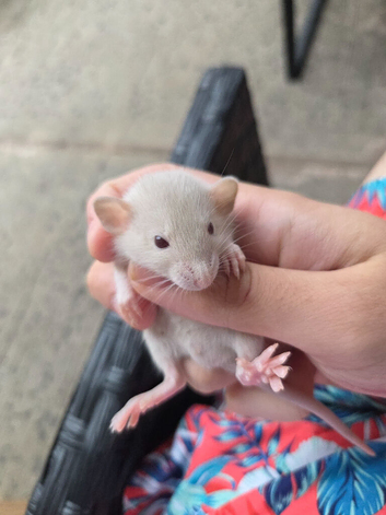 Young siamese rats for sale mostly boys left