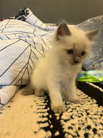Ragdoll kittens
