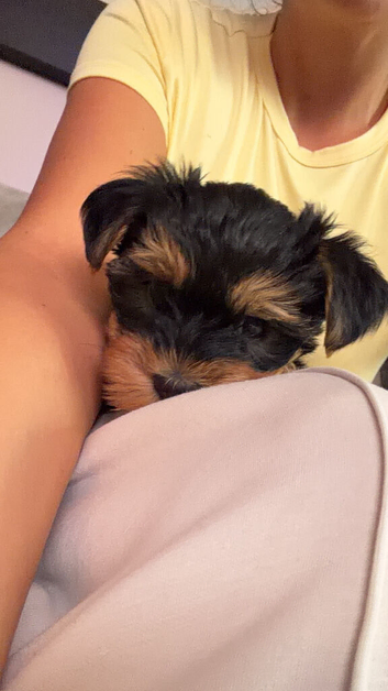 Yorkshire terrier puppy girl