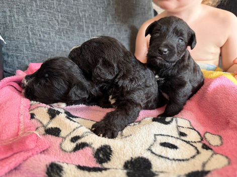 3 Bedlington cross puppies