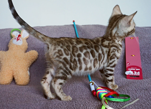 Gorgeous Bengal Girl Kitten