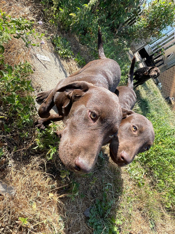 1 little labrador girl left. 5 months old