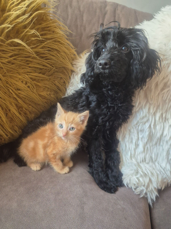 Maine coon x kitten