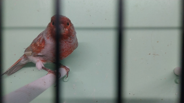 Red mosaic greywing for sale