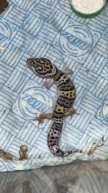 Young leopard gecko (Female) ready to leave in 1 week!