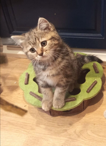 Scottish straight kittens looking for home