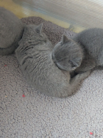 Amazing British blue kittens